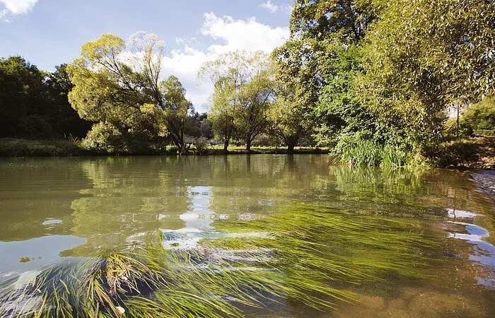 Wasserpflanzen, die sich nach rechts mit der Fließrichtung der Altmühl nach vorne neigen. Im Hintergrund das Ufer mit seinen grünblättrigen Bäumen und ein kleiner Streifen blauen Himmels.