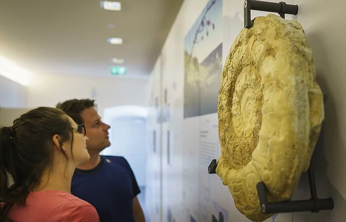 Eine Frau mit langen, braunen Haaren und ein braunhaariger Mann schauen sich interessiert eine Rekonstruktion eines Ammoniten in der Ausstellung im Informationszentrum im 1.Stock an.