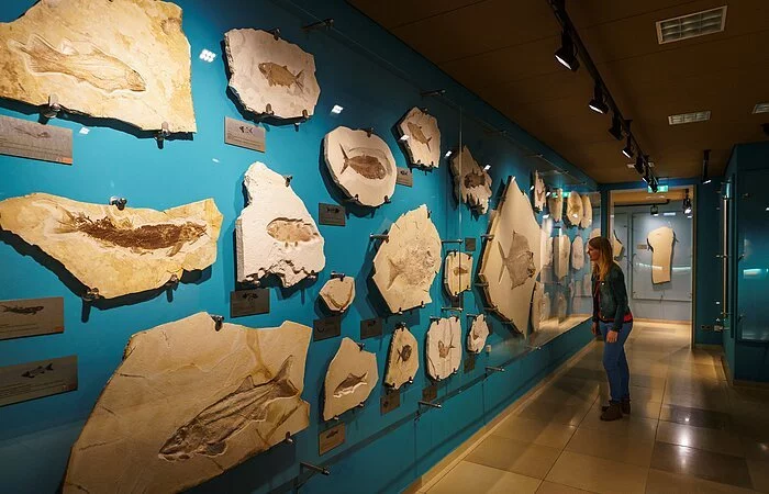 Eine Besucherin des Museums Solnhofen schaut sich Versteinerungen an, die an einer Wand hängen.