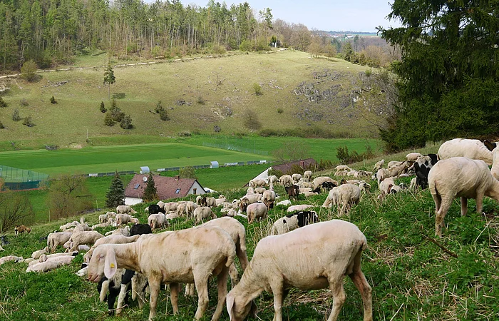 Schafherde grast auf der Weide. Im Hintergrund ist eine Wacholderheide zu sehen.