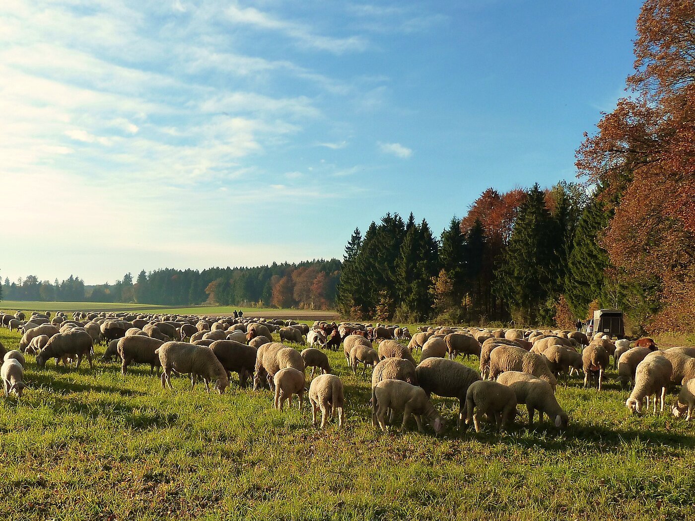 Schäferei Eichhorn_Schafe