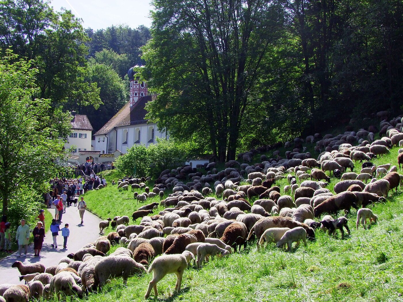 Große Schafherde beim Altmühltaler Lamnm-Auftrieb mit Wallfahrtskirche "Maria End" im Hintergrund.